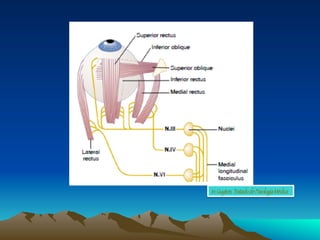 In: Guyton, Tratado de Fisiologia Médica
 