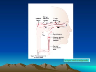 In: Guyton, Tratado de Fisiologia Médica
 