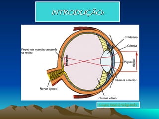INTRODUÇÃO:
In: Guyton, Tratado de Fisiologia Médica
 