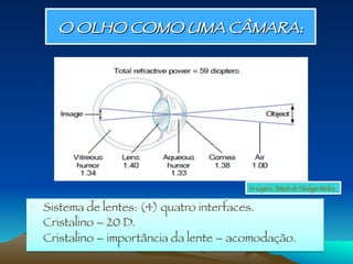 O OLHO COMO UMA CÂMARA: 
•  Sistema de lentes: (4) quatro interfaces.
•  Cristalino – 20 D.
•  Cristalino – importância da lente – acomodação.
In: Guyton, Tratado de Fisiologia Médica
 