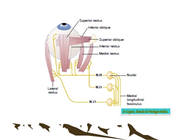 Olho: aula sobre a Fisiologia da visão - 2013 abril