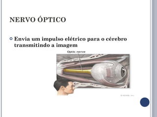 NERVO ÓPTICO Envia um impulso elétrico para o cérebro transmitindo a imagem   