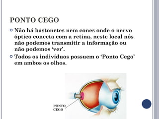 PONTO CEGO Não há bastonetes nem cones onde o nervo óptico conecta com a retina, neste local nós não podemos transmitir a informação ou não podemos ‘ver’. Todos os indivíduos possuem o ‘Ponto Cego’ em ambos os olhos. PONTO CEGO 