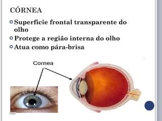 CÓRNEA Superfície frontal transparente do olho Protege a região interna do olho Atua como pára-brisa 