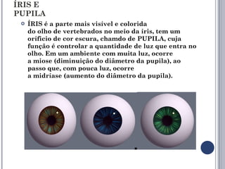 ÍRIS E PUPILA ÍRIS é a parte mais visível e colorida do olho de vertebrados no meio da íris, tem um oríficio de cor escura, chamdo de PUPILA, cuja função é controlar a quantidade de luz que entra no olho. Em um ambiente com muita luz, ocorre a miose (diminuição do diâmetro da pupila), ao passo que, com pouca luz, ocorre a midríase (aumento do diâmetro da pupila). 