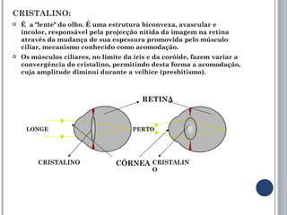 CRISTALINO: É  a "lente" do olho. É uma estrutura biconvexa, avascular e incolor, responsável pela projecção nítida da imagem na retina através da mudança de sua espessura promovida pelo músculo ciliar, mecanismo conhecido como acomodação. Os músculos ciliares, no limite da íris e da coróide, fazem variar a convergência do cristalino, permitindo desta forma a acomodação, cuja amplitude diminui durante a velhice (presbitismo).  CRISTALINO CRISTALINO RETINA CÓRNEA LONGE PERTO 