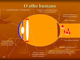 O olho humano
Córnea(Proteção) - Transparente
íris
Pupila (diafragma
que regula a entrada
de luz nos olhos)
Músculos ciliares
(Regulam a distância
focal do cristalino)
Cristalino (lente de Bordos finos –
Biconvexa - Convergente)
•Músculos relaxados para objetos longes.
•Músculos comprimidos para objetos pertos.
Retina (membrana de
formação das imagens)
Filme da máquina
Cones (sensor colorido)
Bastonetes (Sensor preto e
branco)
 