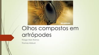 Olhos compostos em
artrópodes
Thiago Alan Ramos
Thomas Abbud
 
