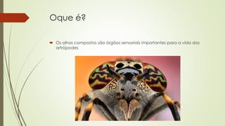 Oque é?
 Os olhos compostos são órgãos sensoriais importantes para a vida dos
artrópodes
 