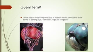 Quem tem?
 Quem possui olhos compostos são os inseto e muitos crustáceos assim
como os caranguejos, camarões, lagostas e lagostins
 