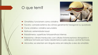 O que tem?
 Omatídios: funcionam como cristalino
 Faceta: camada externa da córnea geralmente hexagonal ou quadrada
 Cone cristalino: cristalino secundário
 Retínula: extremidade basal
 Rabdômeros: superfícies fotossensitivas internas
 Rabdoma: cilindro translucido com células fotorreceptoras alongadas e
retilíneas formado por todos rabdômeros e pelo espaço central fechado.
 Microvilos: se orientam em ângulos retos em relação a eixo do omatídio
 