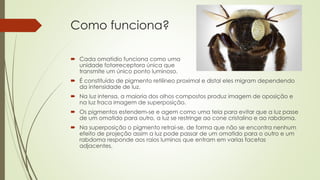 Como funciona?
 Cada omatidio funciona como uma
unidade fotorreceptora única que
transmite um único ponto luminoso.
 É constituído de pigmento retilíneo proximal e distal eles migram dependendo
da intensidade de luz.
 Na luz intensa, a maioria dos olhos compostos produz imagem de oposição e
na luz fraca imagem de superposição.
 Os pigmentos estendem-se e agem como uma tela para evitar que a luz passe
de um omatido para outro, a luz se restringe ao cone cristalino e ao rabdoma.
 Na superposição o pigmento retrai-se, de forma que não se encontra nenhum
efeito de projeção assim a luz pode passar de um omatido para o outro e um
rabdoma responde aos raios luminos que entram em varias facetas
adjacentes.
 