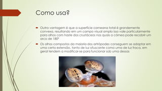 Como usa?
 Outra vantagem é que a superfície corneana total é grandemente
convexa, resultando em um campo visual amplo isso vale particularmente
para olhos com haste dos crustáceos nos quais a córnea pode recobrir um
arco de 180º
 Os olhos compostos da maioria dos artrópodes conseguem se adaptar em
uma certa extensão, tanto de luz ofuscante como uma de luz fraca, em
geral tendem a modificar-se para funcionar sob uma dessas
 