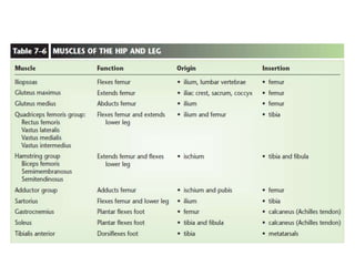 Muscle Lab Names Anatomy lab. 5 muscles | PPTX