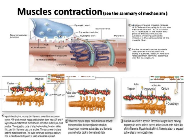 Anatomy lab. 5 muscles