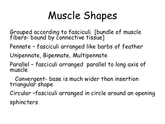 muscles all or none principle