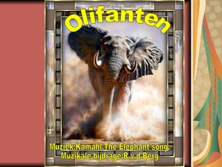 Olifanten Muziek:Kamahl,The Elephant song. Muzikale bijdrage:R.v.d.Berg 