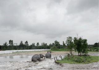 Olifanten bij Nuenen, 2010