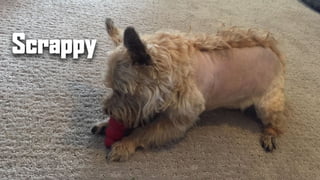 Scrappy
 