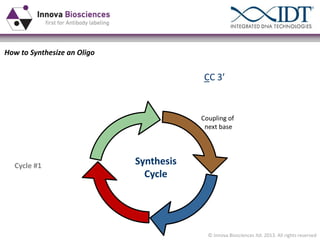 How to Synthesize an Oligo

5’  GCACTTCAGGCTCCTGGGCC  3ʹ′

Unmasking of growth
protecting
group

Coupling of
next base

Synthesis
Cycle

Cycle #1

Capping of
coupling failures

Oxidizing
internucleotide
bond
© Innova Biosciences ltd. 2013. All rights reserved

 