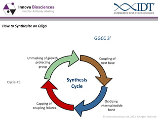 How to Synthesize an Oligo

5ʹ′  GCACTTCAGGCTCCTGGGCC  3ʹ′

Unmasking of growth
protecting
group

Coupling of
next base

Synthesis
Cycle

Cycle #3

Capping of
coupling failures

Oxidizing
internucleotide
bond
© Innova Biosciences ltd. 2013. All rights reserved

 