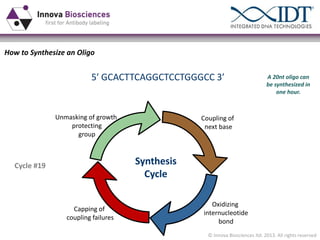 How to Synthesize an Oligo

5ʹ′  GCACTTCAGGCTCCTGGGCC  3ʹ′

Unmasking of growth
protecting
group

A 20nt oligo can
be synthesized in
one hour.

Coupling of
next base

Synthesis
Cycle

Cycle #19

Capping of
coupling failures

Oxidizing
internucleotide
bond
© Innova Biosciences ltd. 2013. All rights reserved

 