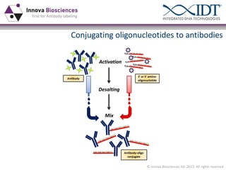 Conjugating oligonucleotides to antibodies

© Innova Biosciences ltd. 2013. All rights reserved

 