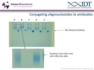 Conjugating oligonucleotides to antibodies
A

B

C

D

E

Non-Reduced antibody

Banding is more often seen
with mAbs than pAbs

© Innova Biosciences ltd. 2013. All rights reserved

 