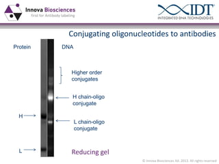 Conjugating oligonucleotides to antibodies
Protein

DNA

Higher order
conjugates
H chain-oligo
conjugate
H

L

L chain-oligo
conjugate

Reducing gel
© Innova Biosciences ltd. 2013. All rights reserved

 