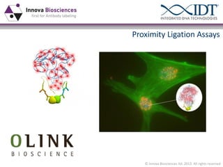 Proximity Ligation Assays

© Innova Biosciences ltd. 2013. All rights reserved

 