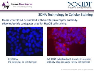 3DNA Technology in Cellular Staining
Fluorescent 3DNA customized with transferrin receptor antibodyoligonucleotide conjugates used for HepG2 cell staining

Cy3 3DNA
(no targeting; no cell staining)

Cy3 3DNA hybridized with transferrin receptor
antibody-oligo conjugate (lovely cell staining)
© Innova Biosciences ltd. 2013. All rights reserved

 