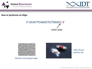 How to Synthesize an Oligo

5’  GCACTTCAGGCTCCTGGGCC 3’
START HERE

100–175 µm
particle size
Electron microscope image

© Innova Biosciences ltd. 2013. All rights reserved

 