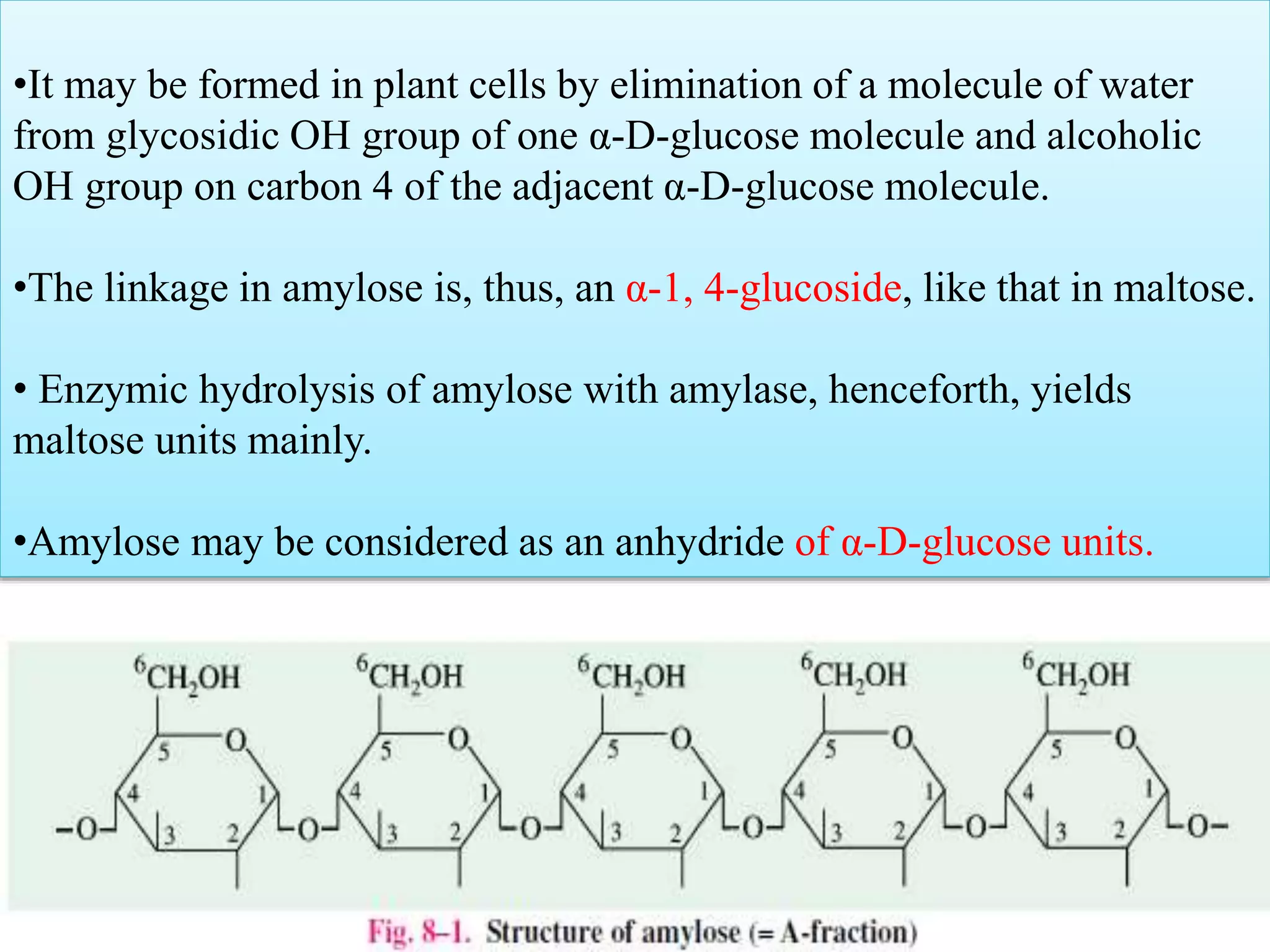 •It may be formed in plant cells by elimination of a molecule of water
from glycosidic OH group of one α-D-glucose molecule and alcoholic
OH group on carbon 4 of the adjacent α-D-glucose molecule.
•The linkage in amylose is, thus, an α-1, 4-glucoside, like that in maltose.
• Enzymic hydrolysis of amylose with amylase, henceforth, yields
maltose units mainly.
•Amylose may be considered as an anhydride of α-D-glucose units.
 