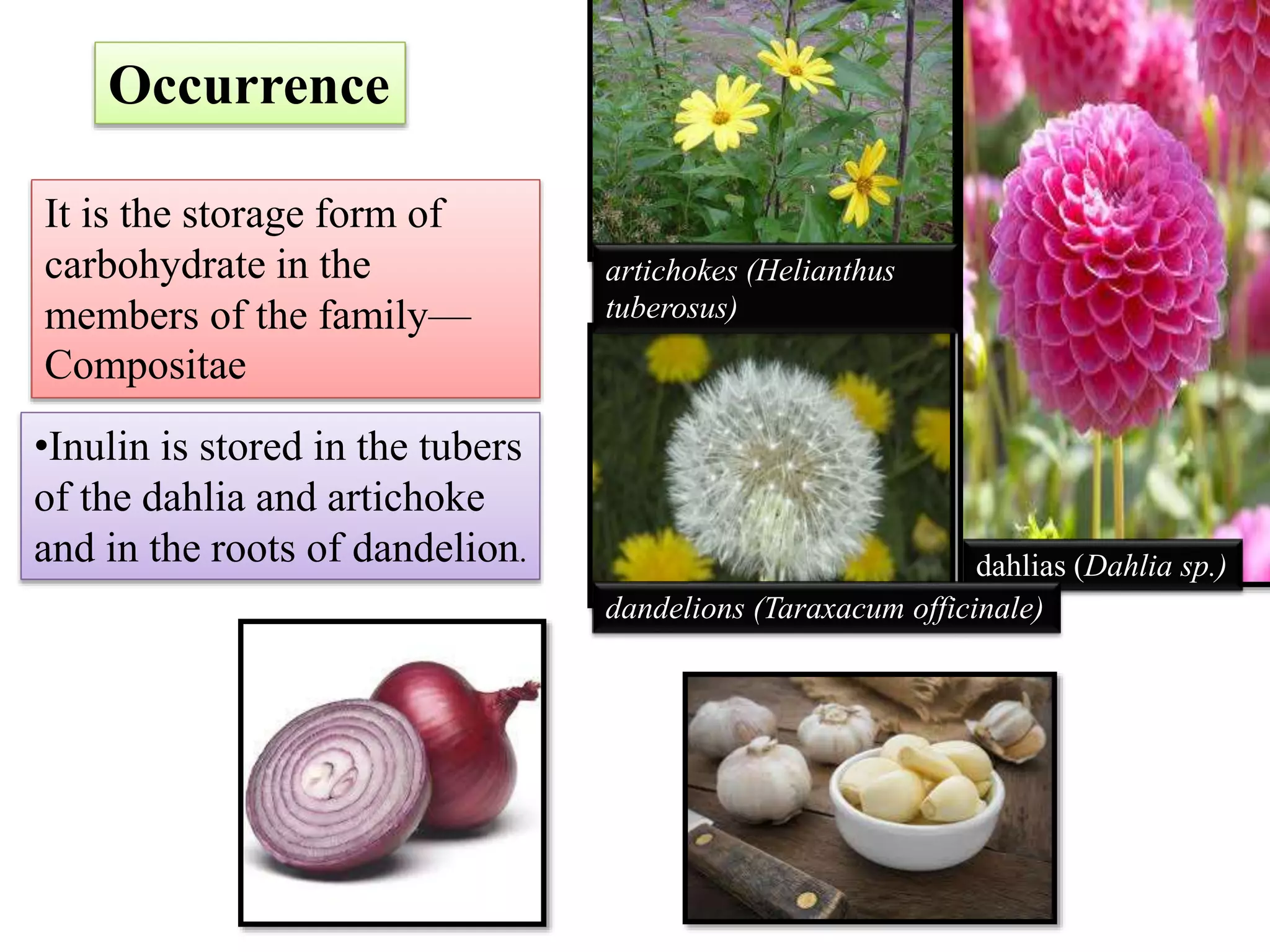 dahlias (Dahlia sp.)
artichokes (Helianthus
tuberosus)
dandelions (Taraxacum officinale)
It is the storage form of
carbohydrate in the
members of the family—
Compositae
•Inulin is stored in the tubers
of the dahlia and artichoke
and in the roots of dandelion.
Occurrence
 