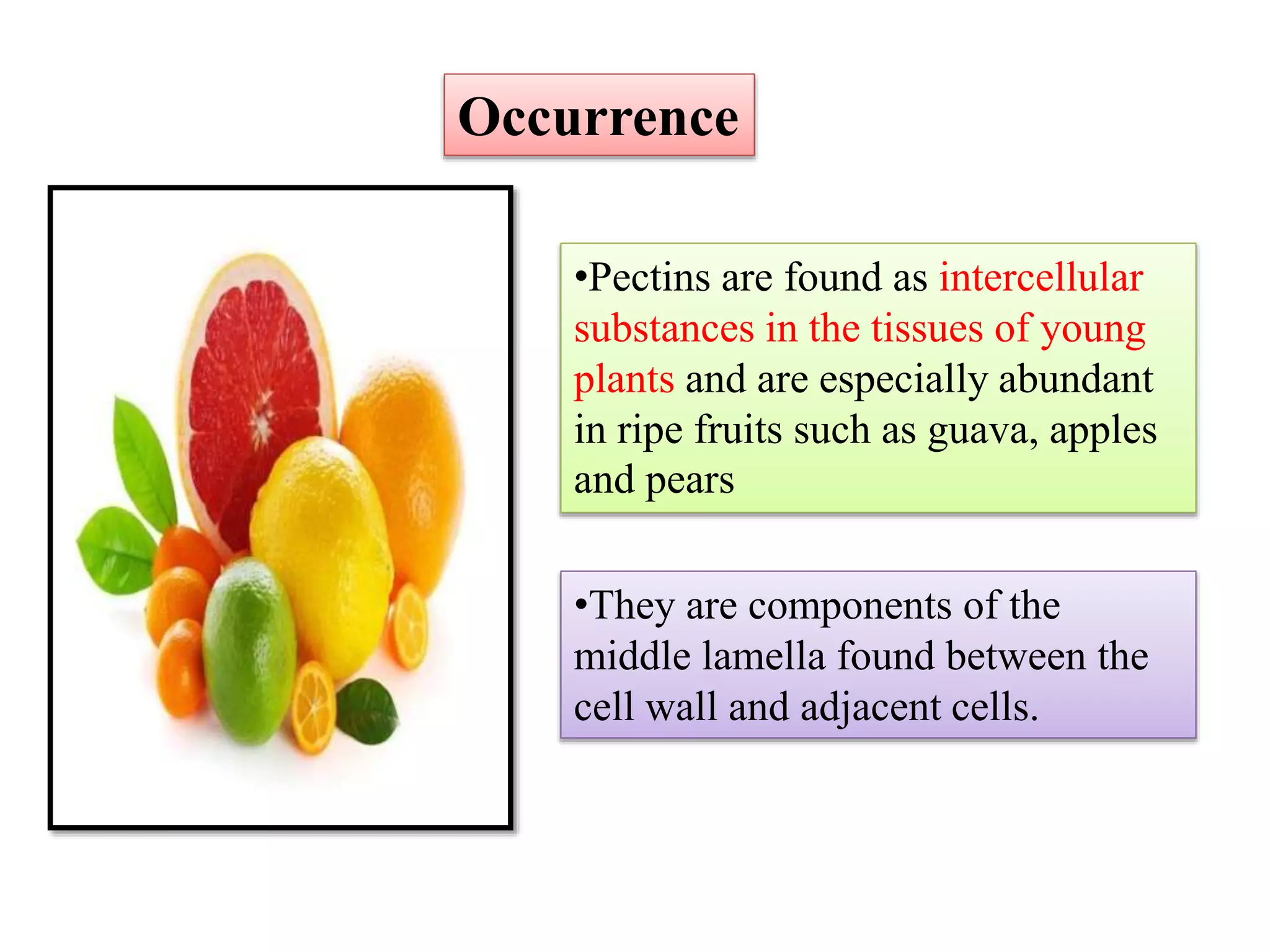 Occurrence
•Pectins are found as intercellular
substances in the tissues of young
plants and are especially abundant
in ripe fruits such as guava, apples
and pears
•They are components of the
middle lamella found between the
cell wall and adjacent cells.
 