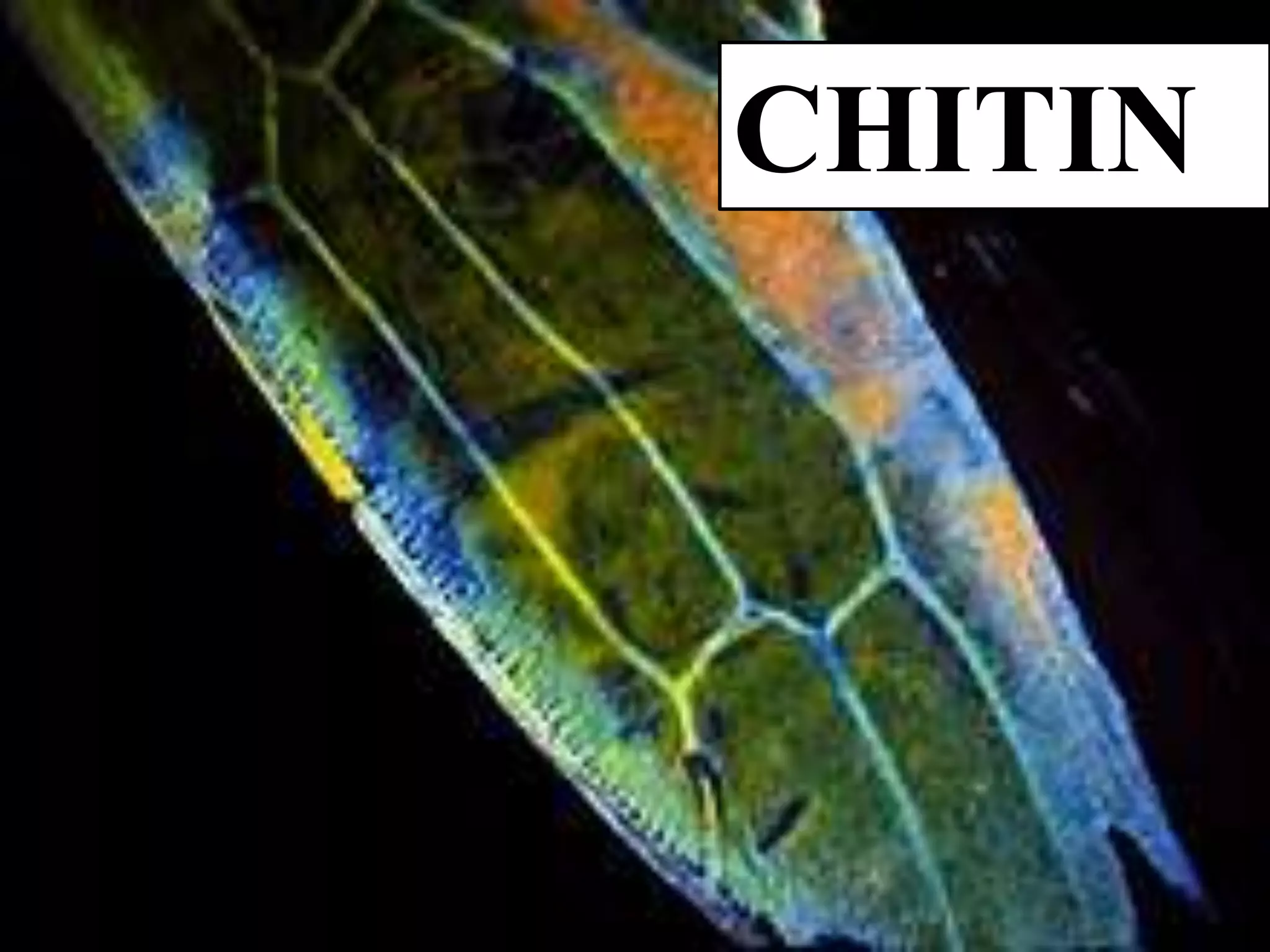 CHITIN
 