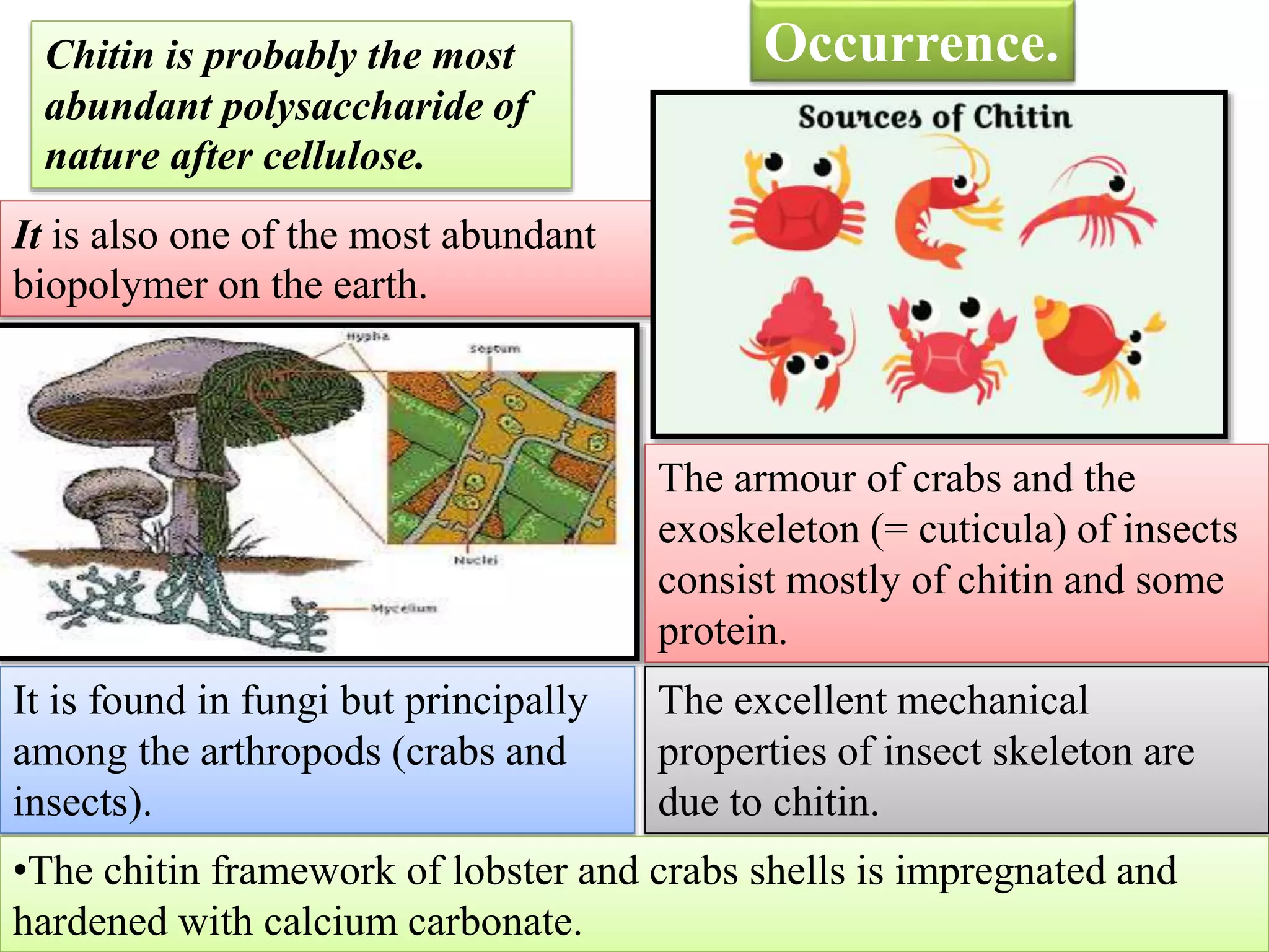 Chitin is probably the most
abundant polysaccharide of
nature after cellulose.
It is also one of the most abundant
biopolymer on the earth.
It is found in fungi but principally
among the arthropods (crabs and
insects).
The armour of crabs and the
exoskeleton (= cuticula) of insects
consist mostly of chitin and some
protein.
The excellent mechanical
properties of insect skeleton are
due to chitin.
•The chitin framework of lobster and crabs shells is impregnated and
hardened with calcium carbonate.
Occurrence.
 