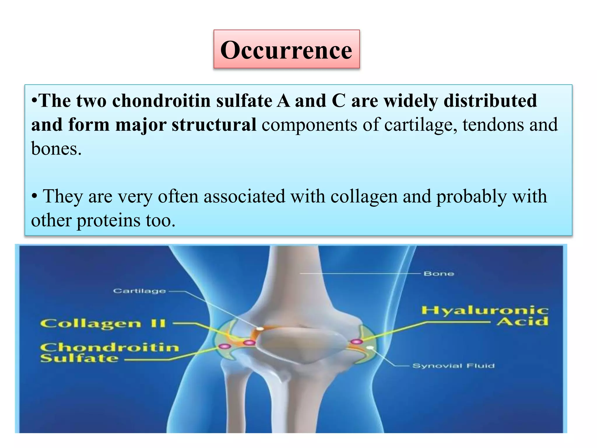•The two chondroitin sulfate A and C are widely distributed
and form major structural components of cartilage, tendons and
bones.
• They are very often associated with collagen and probably with
other proteins too.
Occurrence
 