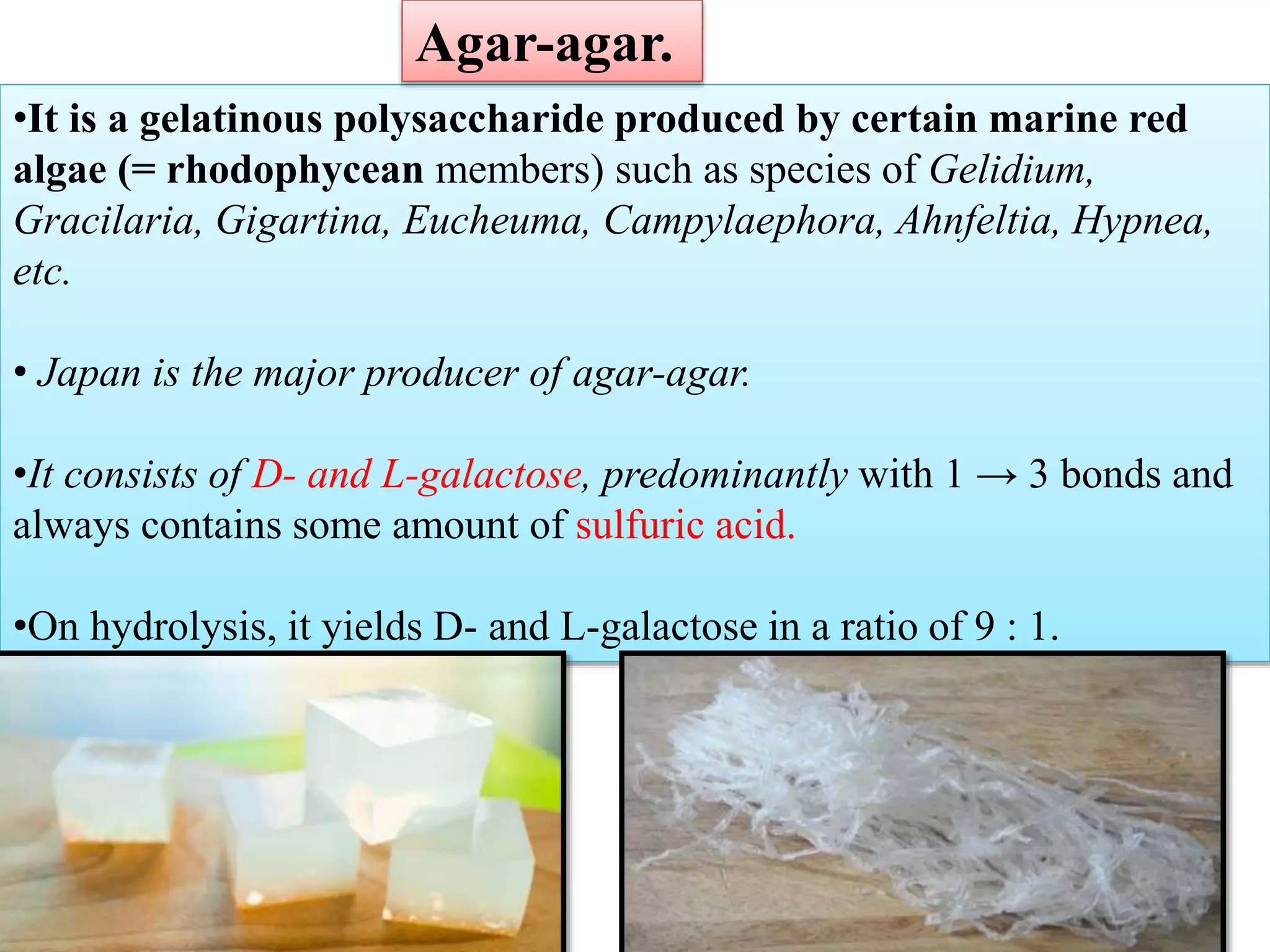 •It is a gelatinous polysaccharide produced by certain marine red
algae (= rhodophycean members) such as species of Gelidium,
Gracilaria, Gigartina, Eucheuma, Campylaephora, Ahnfeltia, Hypnea,
etc.
• Japan is the major producer of agar-agar.
•It consists of D- and L-galactose, predominantly with 1 → 3 bonds and
always contains some amount of sulfuric acid.
•On hydrolysis, it yields D- and L-galactose in a ratio of 9 : 1.
Agar-agar.
 