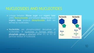 NUCLEOSIDES AND NUCLEOTIDES
 Linkage between Ribose sugar and organic base
yields ribonucleosides and between deoxyribose and
organic base produce deoxyribosides. Both are
termed as nucleosides.
 Nucleotides are phosphorylated derivatives of
nucleosides. A nucleotide is formed when a
phosphate group is attached either 3’C or 5’C of
pentose residue of nucleoside.
Department of Pharmacy, ADTU
10
 