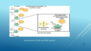 Mainframe of DNA and RNA strands
Department of Pharmacy, ADTU
13
 