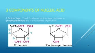 3 COMPONENTS OF NUCLEIC ACID
1. Pentose Sugar: 5’ and 3’ carbon of pentose sugar participate in
phosphodiester bond and 1’ is occupied by organic base.
Department of Pharmacy, ADTU
7
 