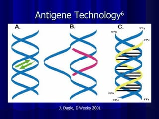 Antigene Technology 6 J. Dagle, D Weeks 2001 