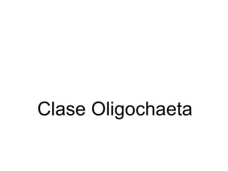 Clase Oligochaeta 