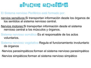 Sistema nervioso  El Sistema nervioso Periférico está formado por: nervios sensitivos: Si transportan información desde los órganos de los sentidos al sistema nervioso central. Nervios motores: Si transportan información desde el sistema nervioso central  a los  músculos y  órganos. Sistema nervioso somático: Es el responsable de los actos voluntarios. Sistema nervioso vegetativo: Regula el funcionamiento involuntario de órganos - Nervios  parasimpáticos :forman el sistema nervioso  parasimpático - Nervios  simpáticos :forman el sistema nervioso simpático 