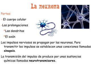 La neurona   Partes: -  El cuerpo celular - Las prolongaciones  * Las dendritas * El axón Los impulsos nerviosos se propagan por las  neuronas. Para  transmitir  los impulsos  se establecen unas conexiones llamadas  sinapsis . La  transmisión  del impulso de produce por unas sustancias químicas llamadas  neurotransmisores. 