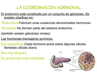 La coordinación hormonal El endocrino está constituido por un conjunto de  glándulas. Se  pueden clasificar en: *Endocrinas: Fabrican unas sustancias denominadas hormonas. *Exocrinas: No forman parte del sistema endocrino. (también existen  glándulas  mixtas) Las hormonas:mensajeros químicos. Son específicas: Cada hormona  actúa  sobre algunas  células  llamadas células diana. Son muy eficaces. Su producción está controlada. 
