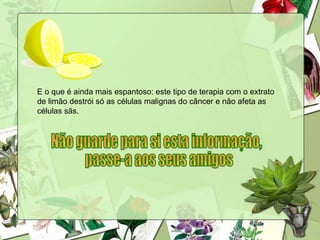 E o que é ainda mais espantoso: este tipo de terapia com o extrato de limão destrói só as células malignas do câncer e não afeta as células sãs.  Não guarde para si esta informação, passe-a aos seus amigos 