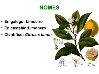 O limoeiro | PPS