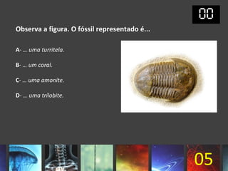 Observa a figura. O fóssil representado é...

A- … uma turritela.

B- … um coral.

C- … uma amonite.

D- … uma trilobite.




                                               05
 